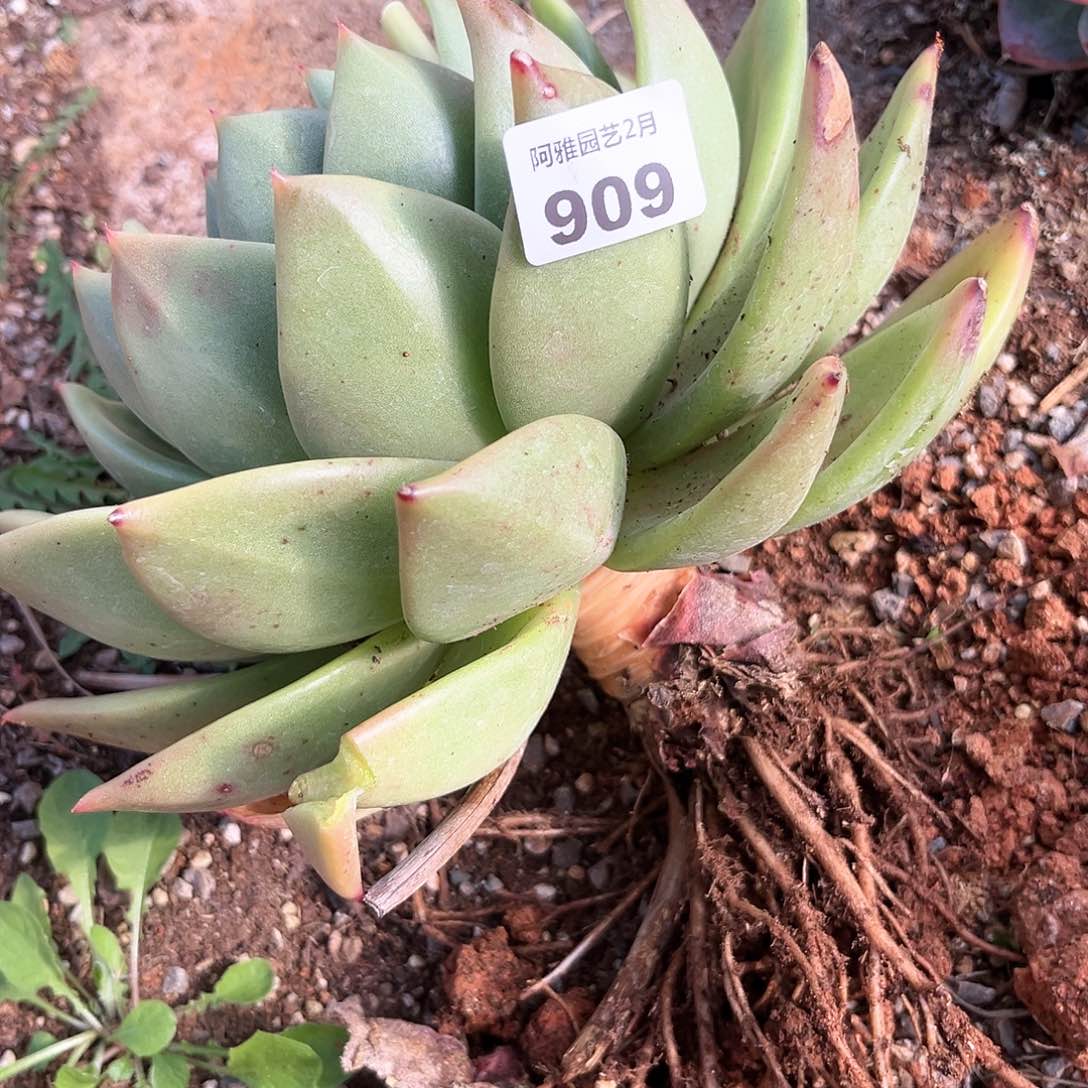 阿雅园艺。   909