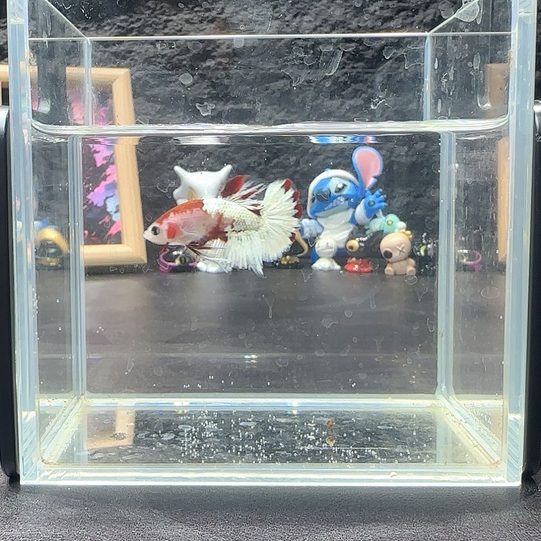 斗鱼十二月二十八号