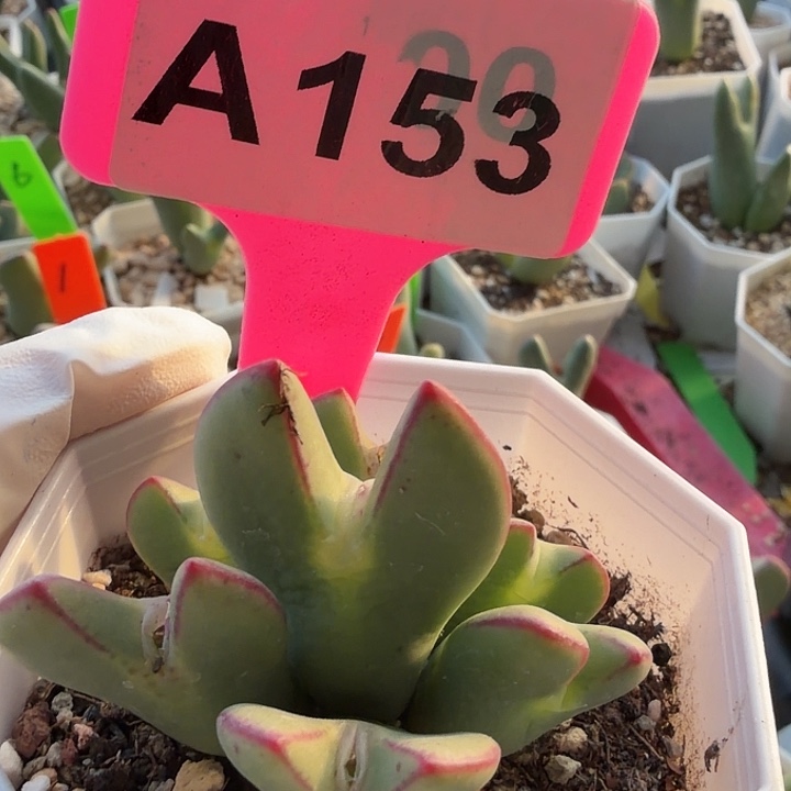 153mmmmmnnnjjkkjjjjj