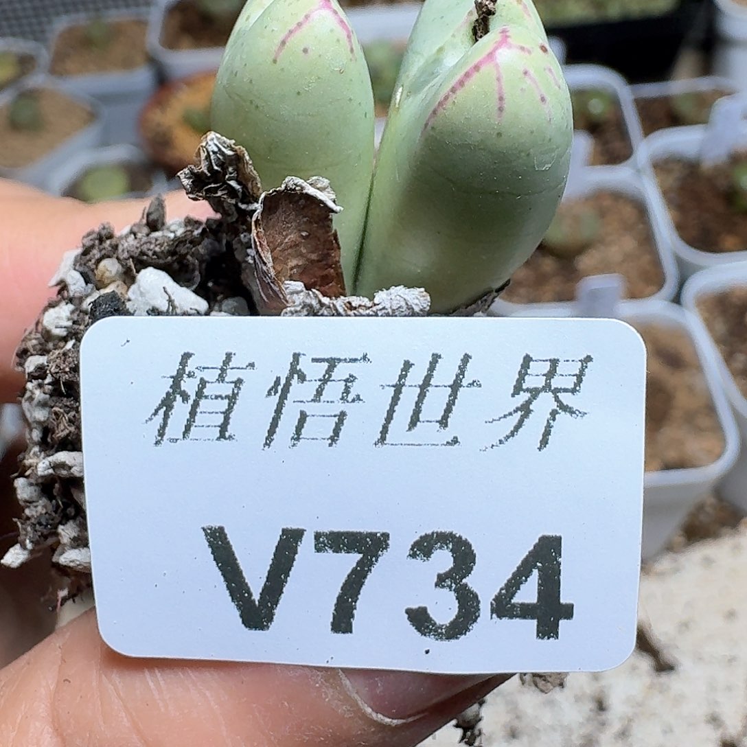 734盒多肉植物哇f g
