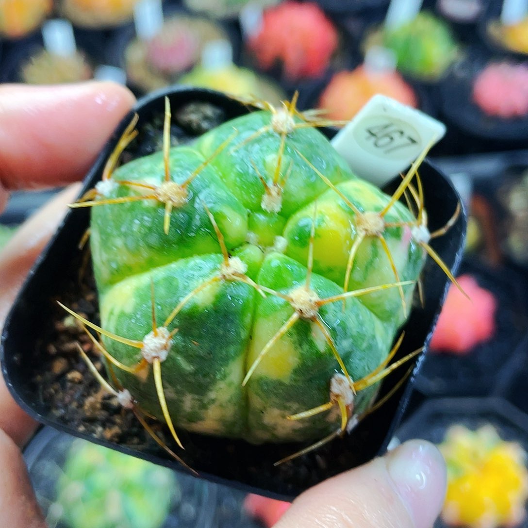 非偏远地区满25包邮仙人球裸根