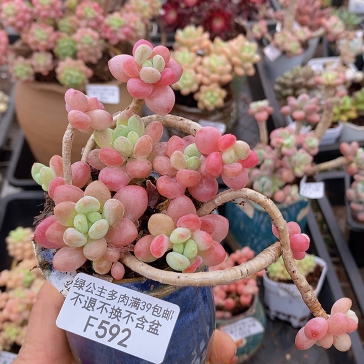 鱼子酱老桩有砍592多肉植物