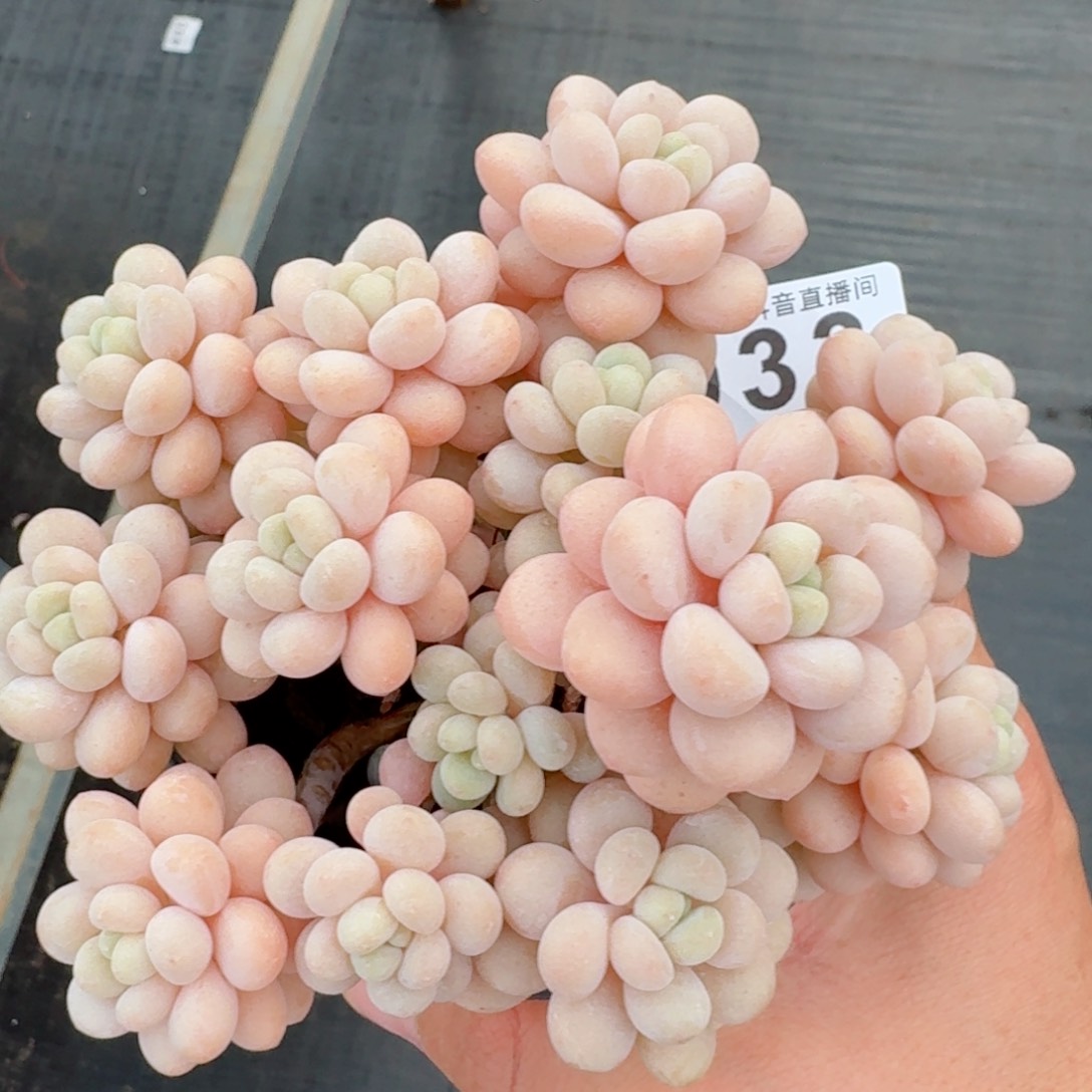 洛可可老桩         精品多肉