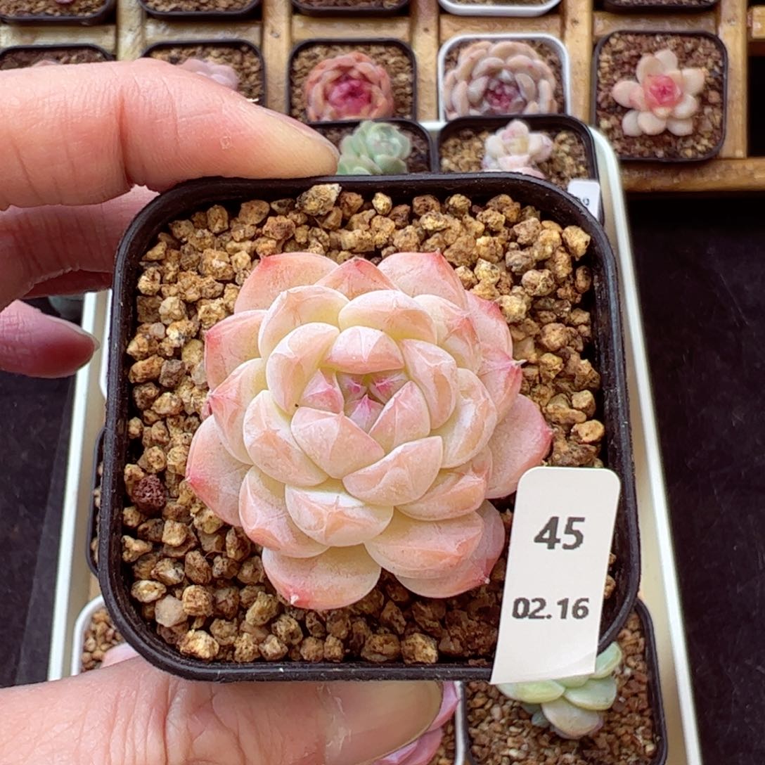 好看没名字45、哈哈