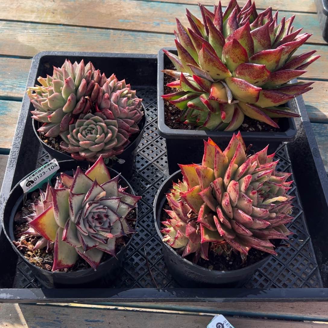 从前慢多肉精选编号0123.104