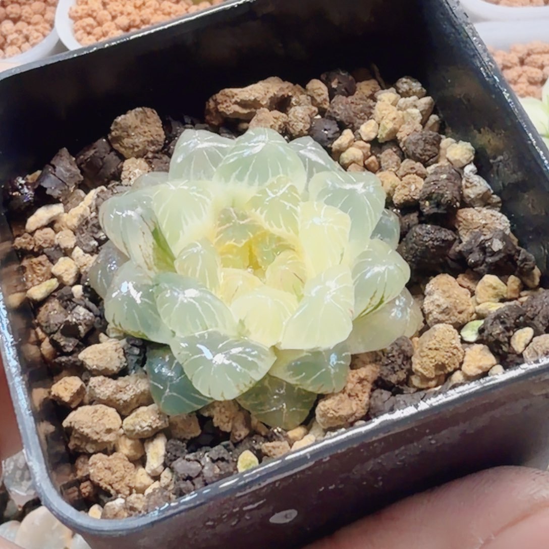 十二卷实生冰灯锦