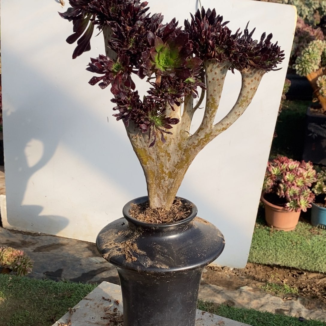不开花植物1576号黑法师缀化1颗