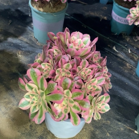 粉女巫多肉植物032