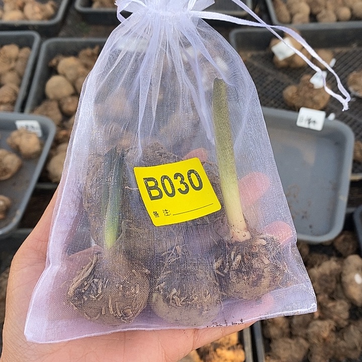 盲盒裸球B030不售后