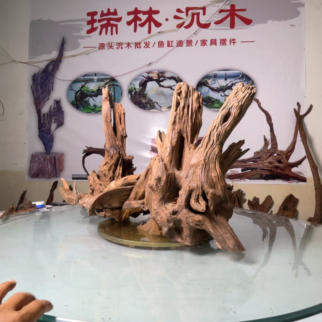 香榧木义***翁鱼缸里的大自然
