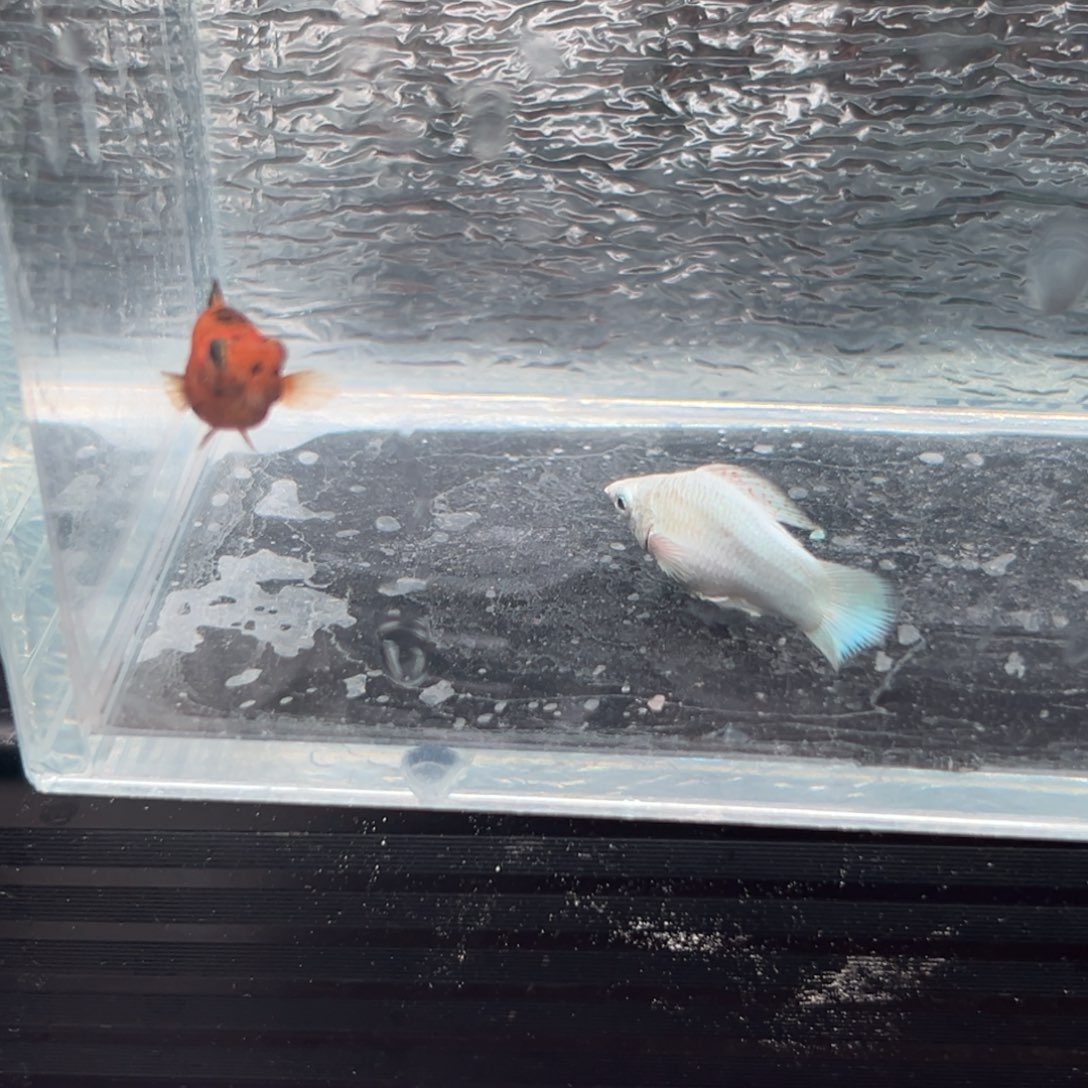 孔雀鱼玛丽鱼两条