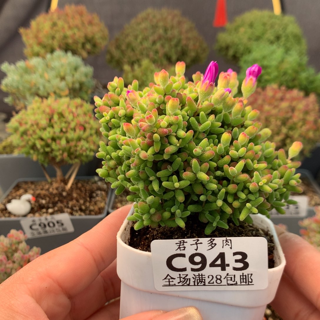 c943蜜橘糖球。    