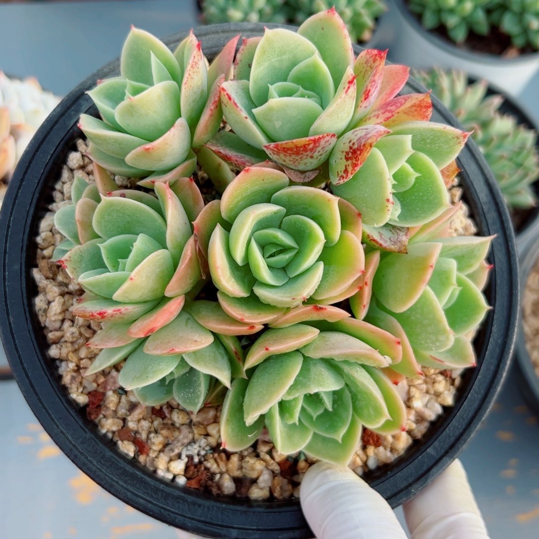 星娜塔自然群多肉植物