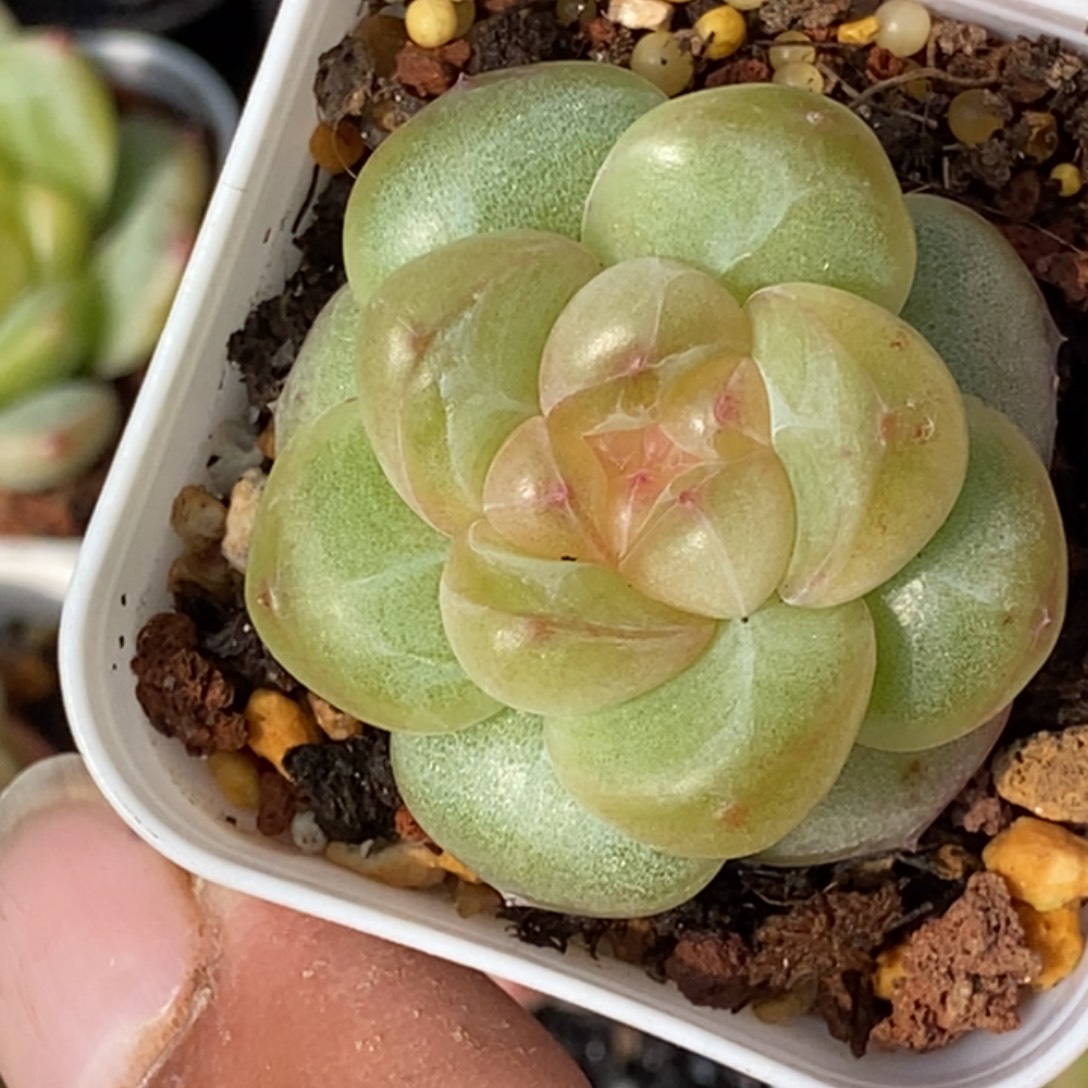 天官赐福百无禁忌