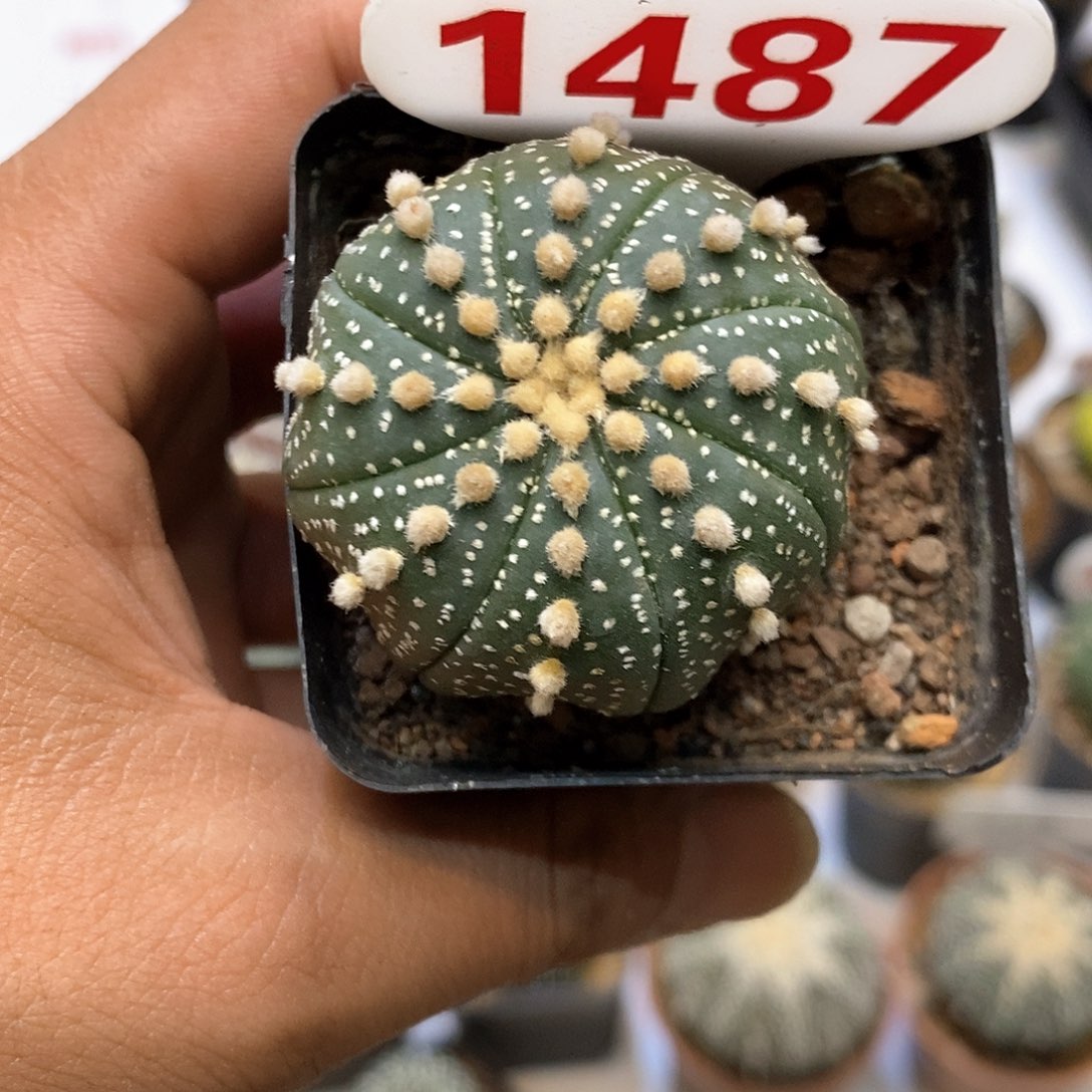 1487福利特价咯福利
