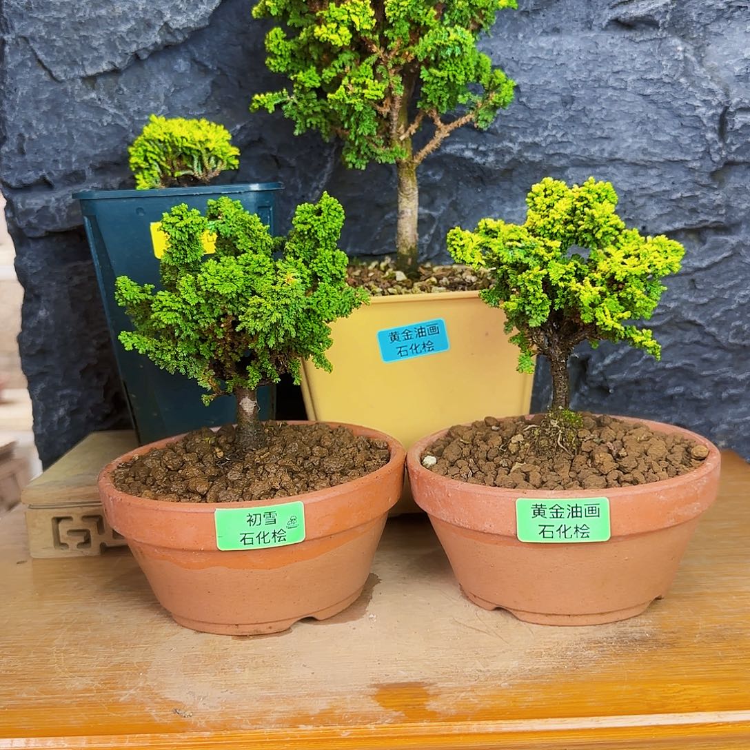 微***好无花朵黄金油画1颗