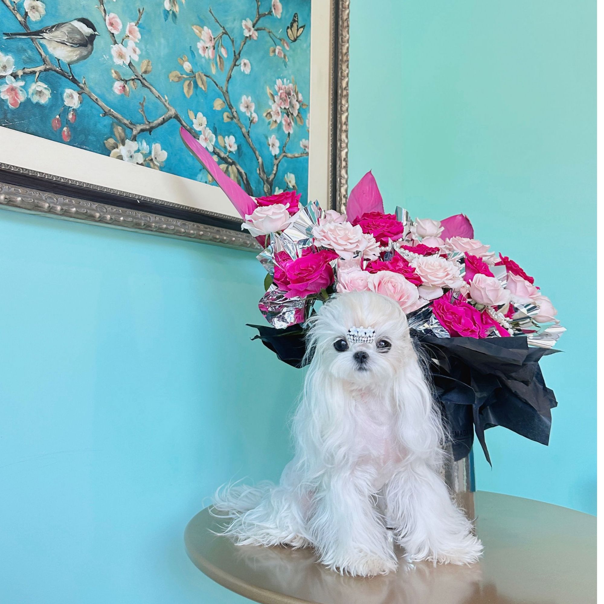 《仙儿家的马尔济斯》T宠物狗狗活体