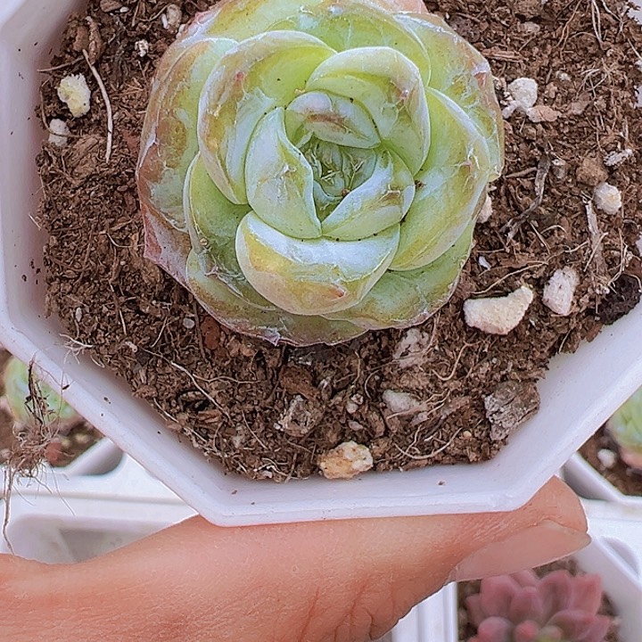方糖多肉19包邮植物