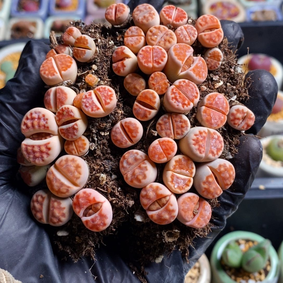 1945-一物一拍 切糕