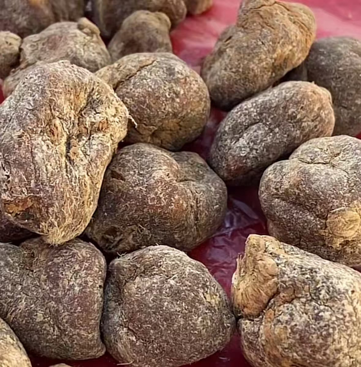 云南百年【九转.還阳参】深山传统滋补农产品250g