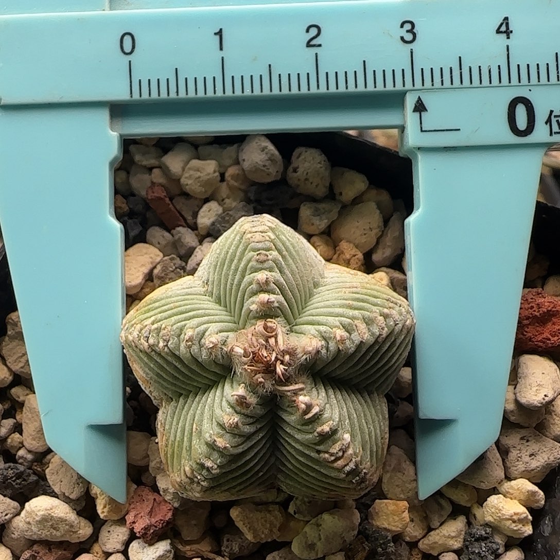 五星仙人球11111111111111