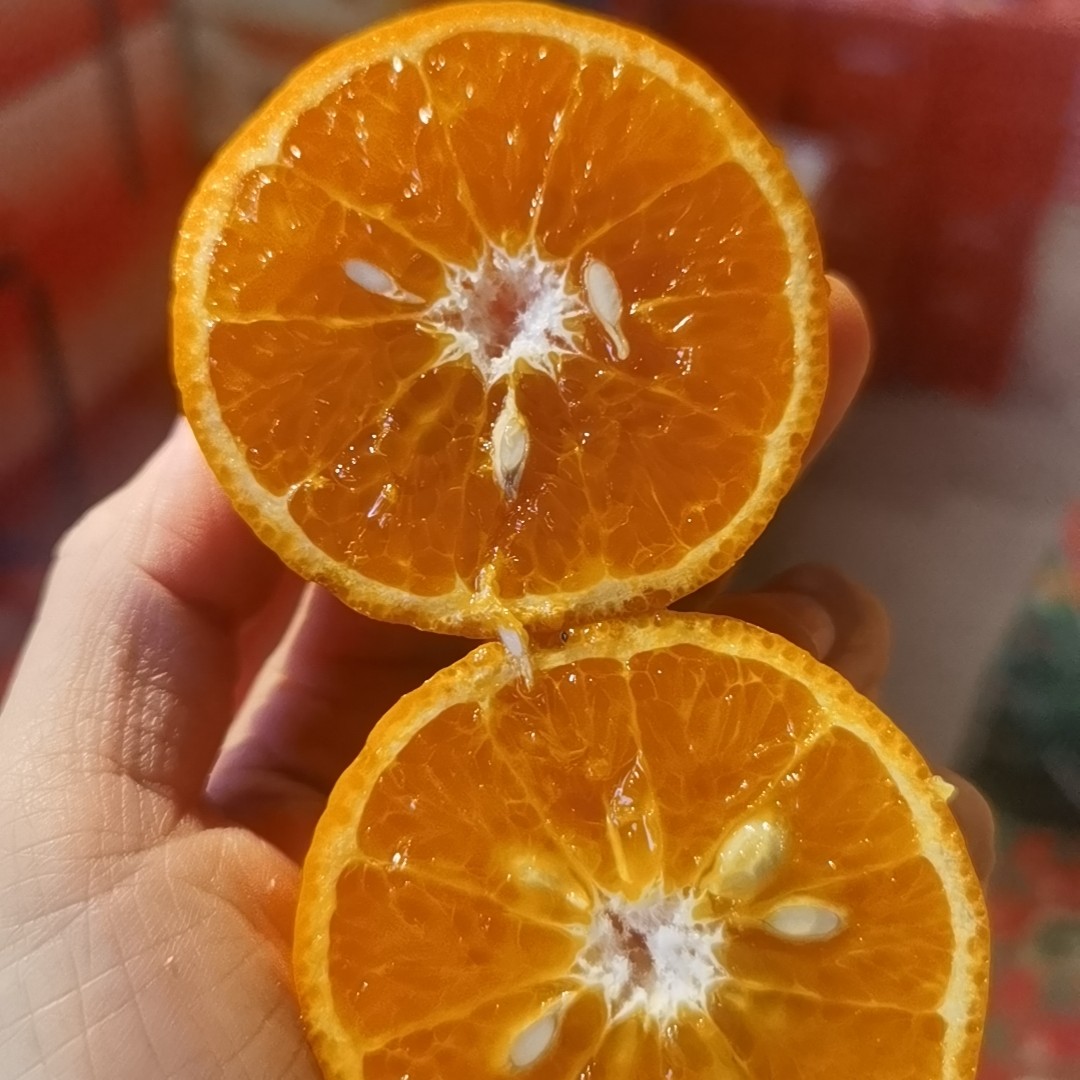冰糖褚小柑橘子，一件克褚橙云南省
