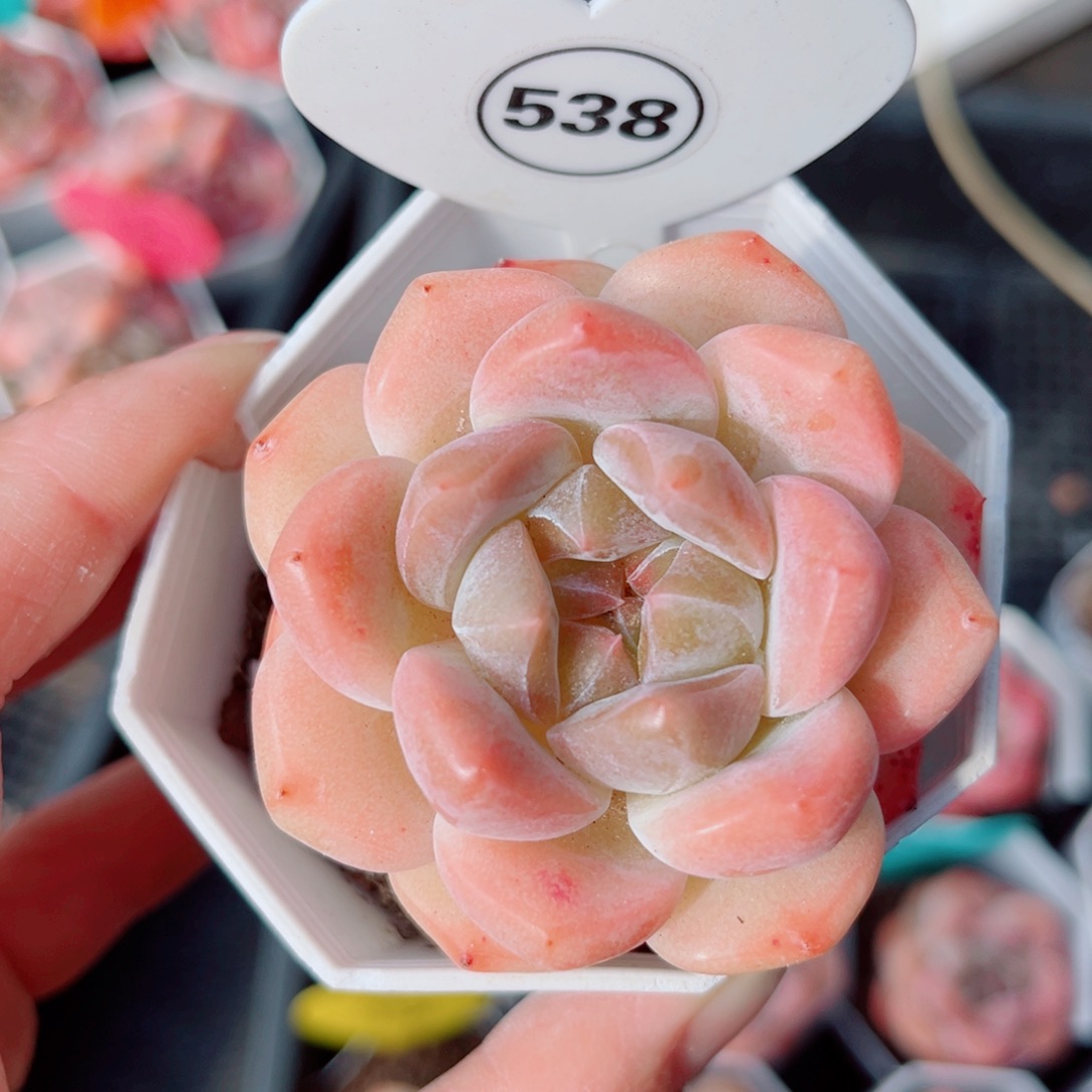 538号小老桩糖心单头