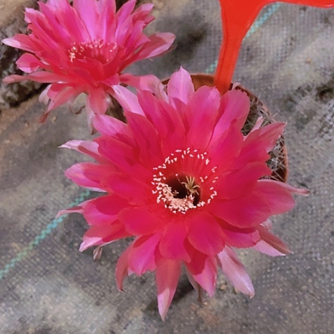 农****地仙人掌彩草A063