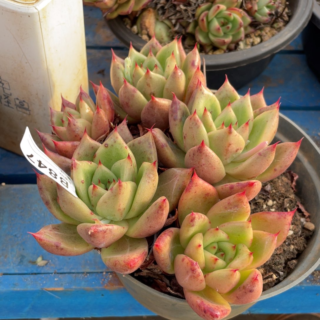 无花朵若如东云组拍B847