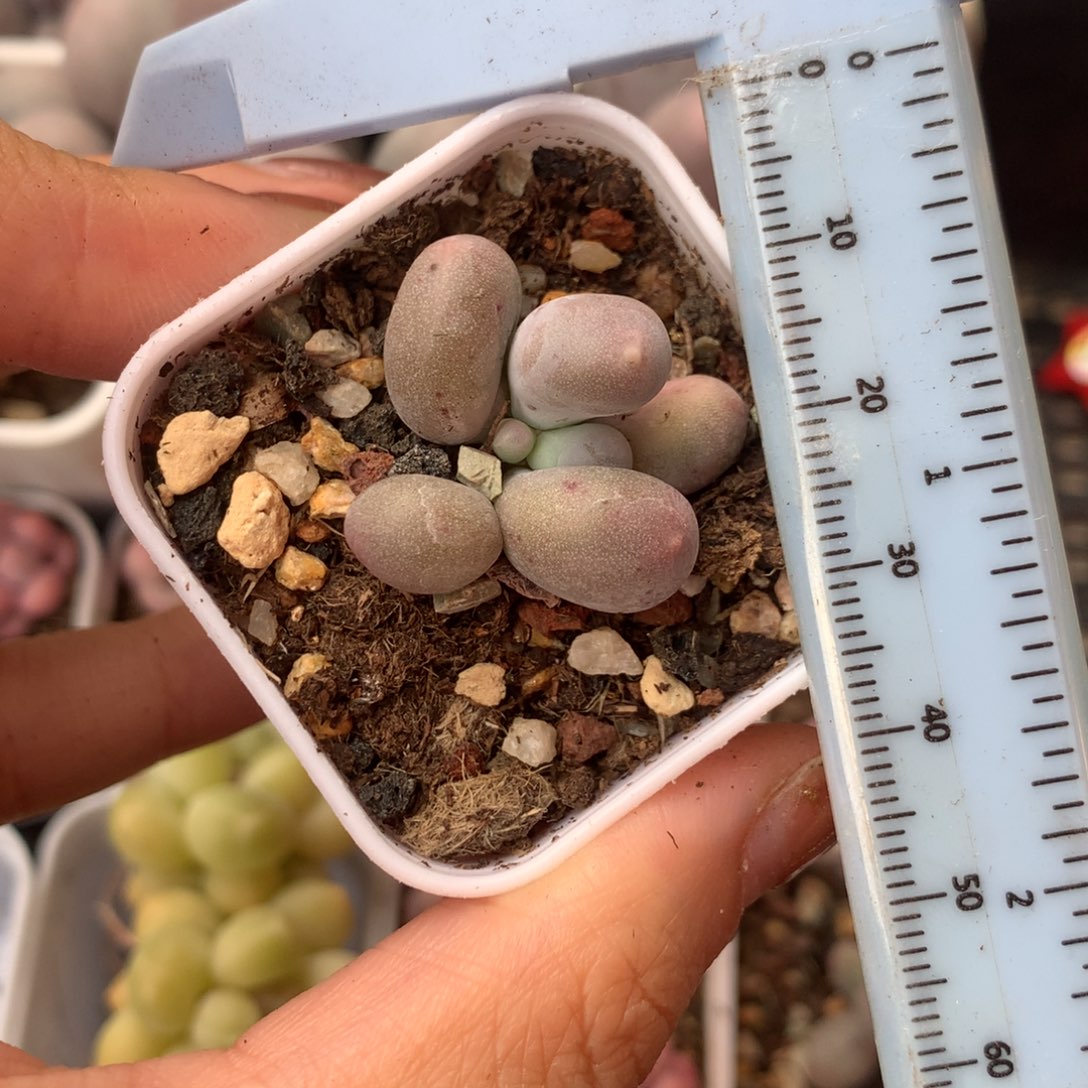 米可奶 精品韩国奶酪多肉