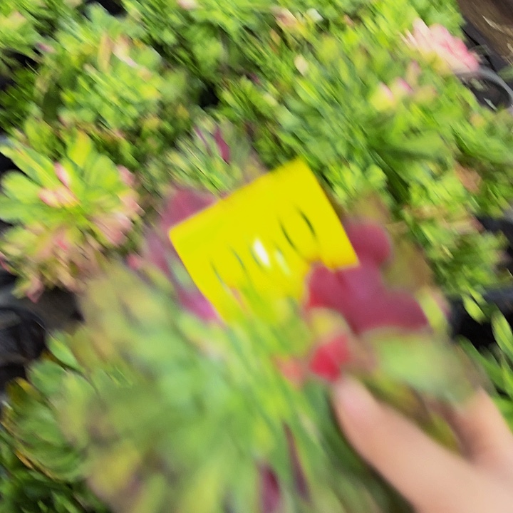 哈哈多肉葡萄福利 060