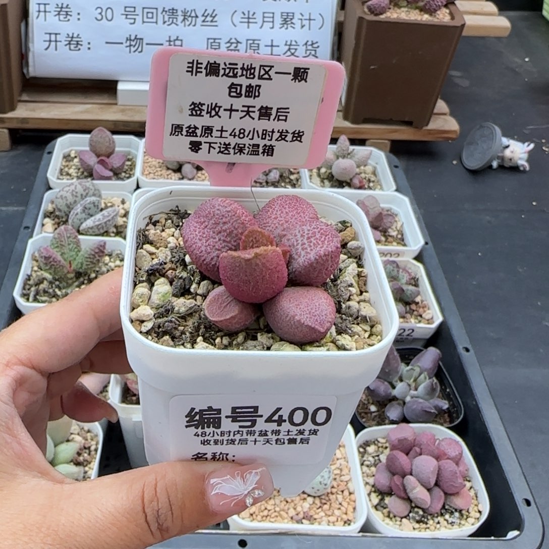 400塞猪多肉植物