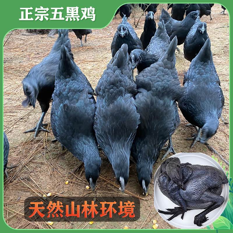 2只 正宗五黑鸡2.5斤左右山林散养绿壳蛋鸡宠物鸡