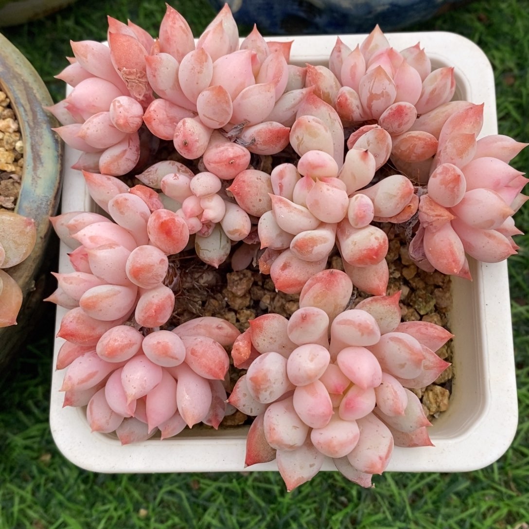 明珠美人一物一拍