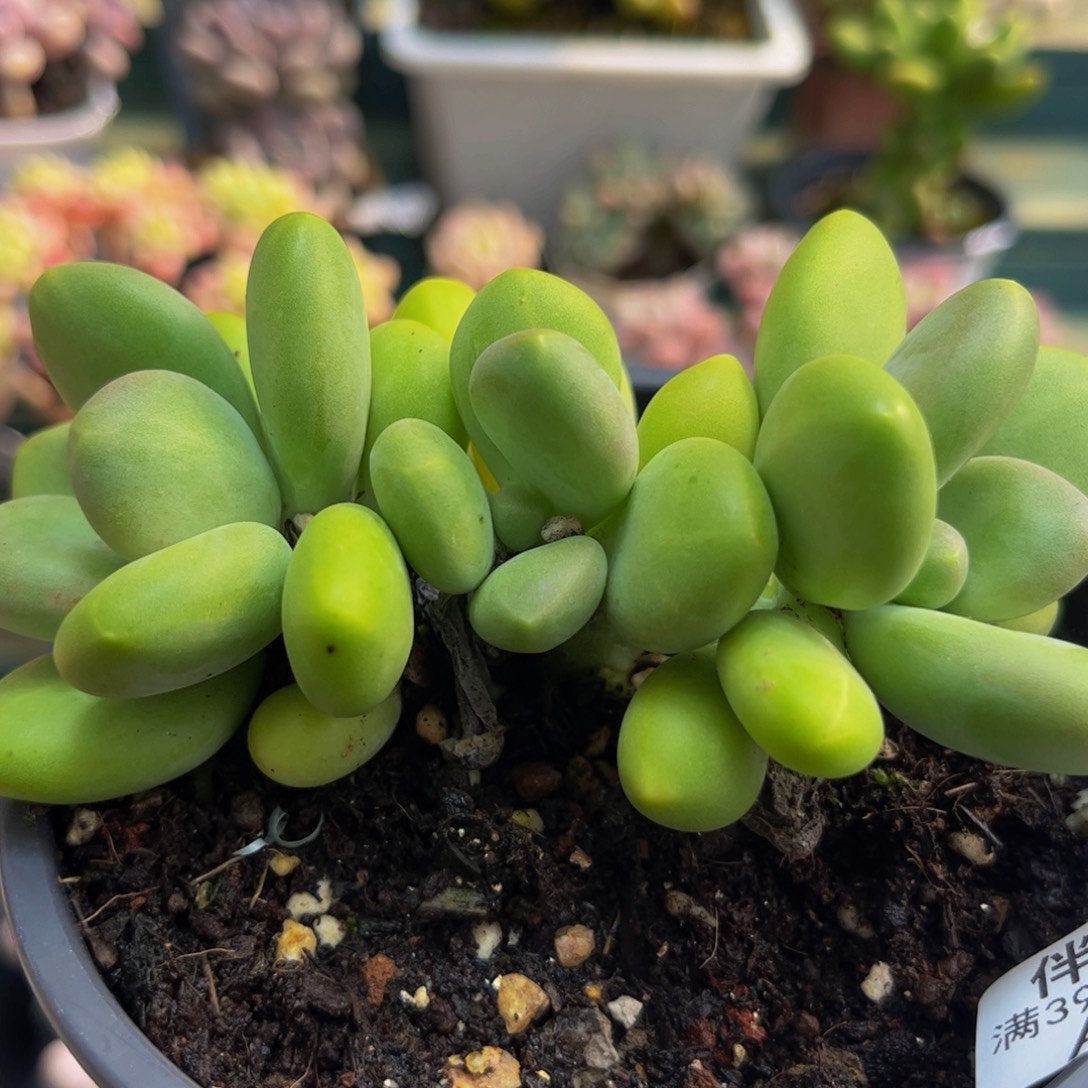 985芒果奶6cm多肉
