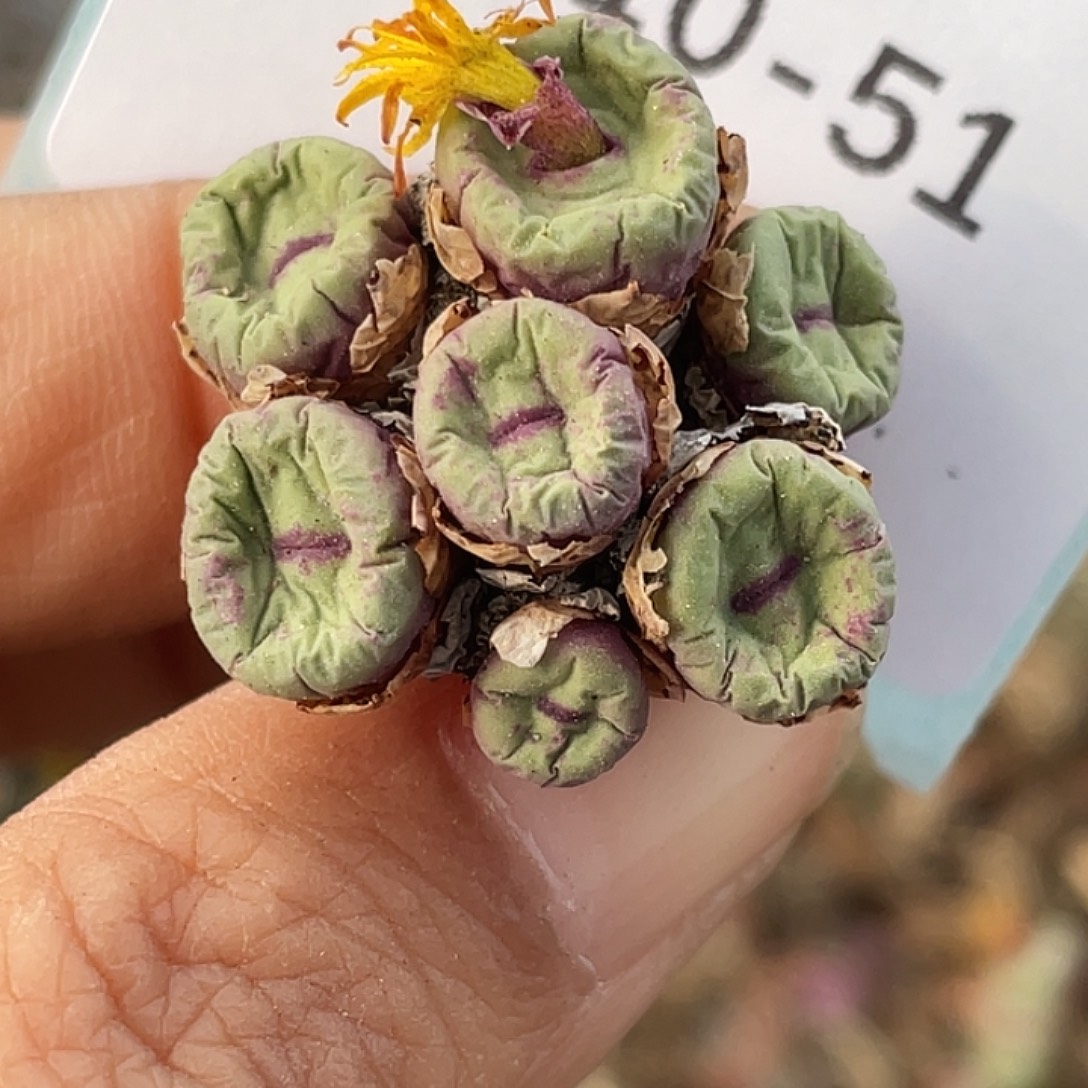 10-51嘴多肉植物肉锥