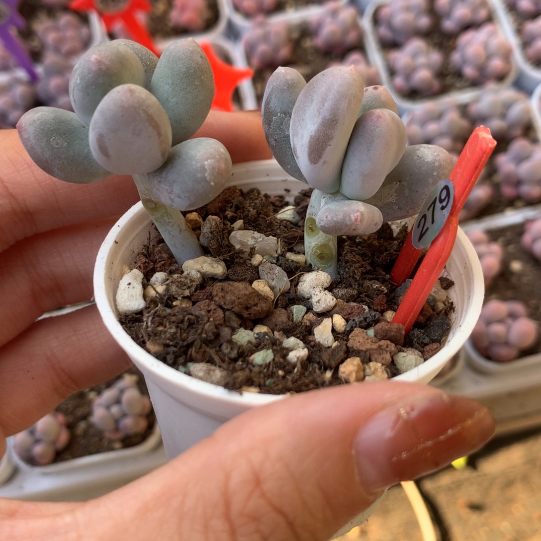 米可奶 精品韩国奶酪多肉