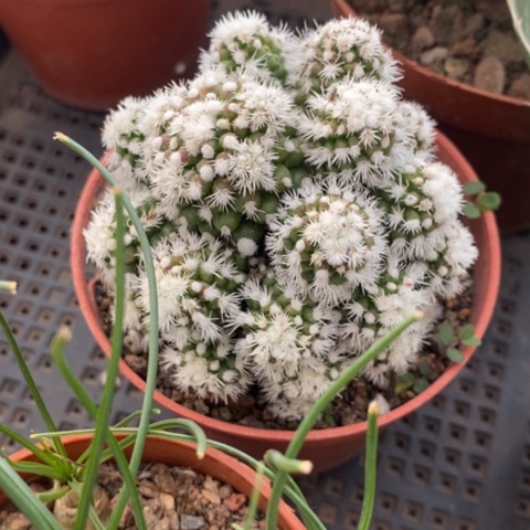 明日香姬6仙人球