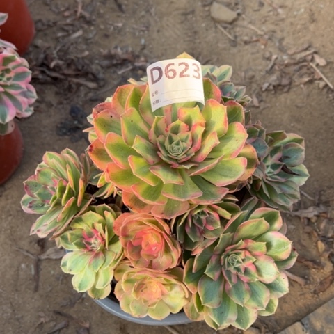 多肉植物火龙果捧花