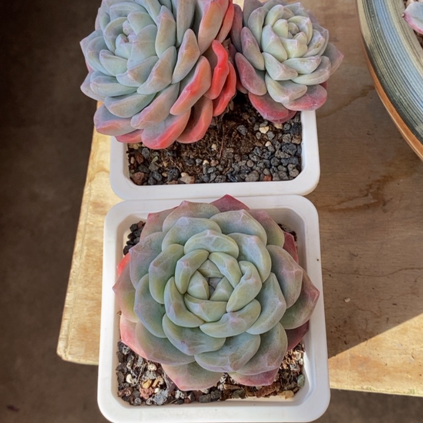 【闪购商品】M*多肉植物的