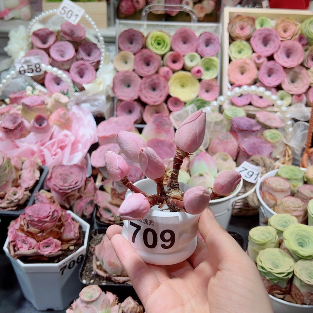 709地中海花园粉色小桃子飘枝群。 一物一拍
