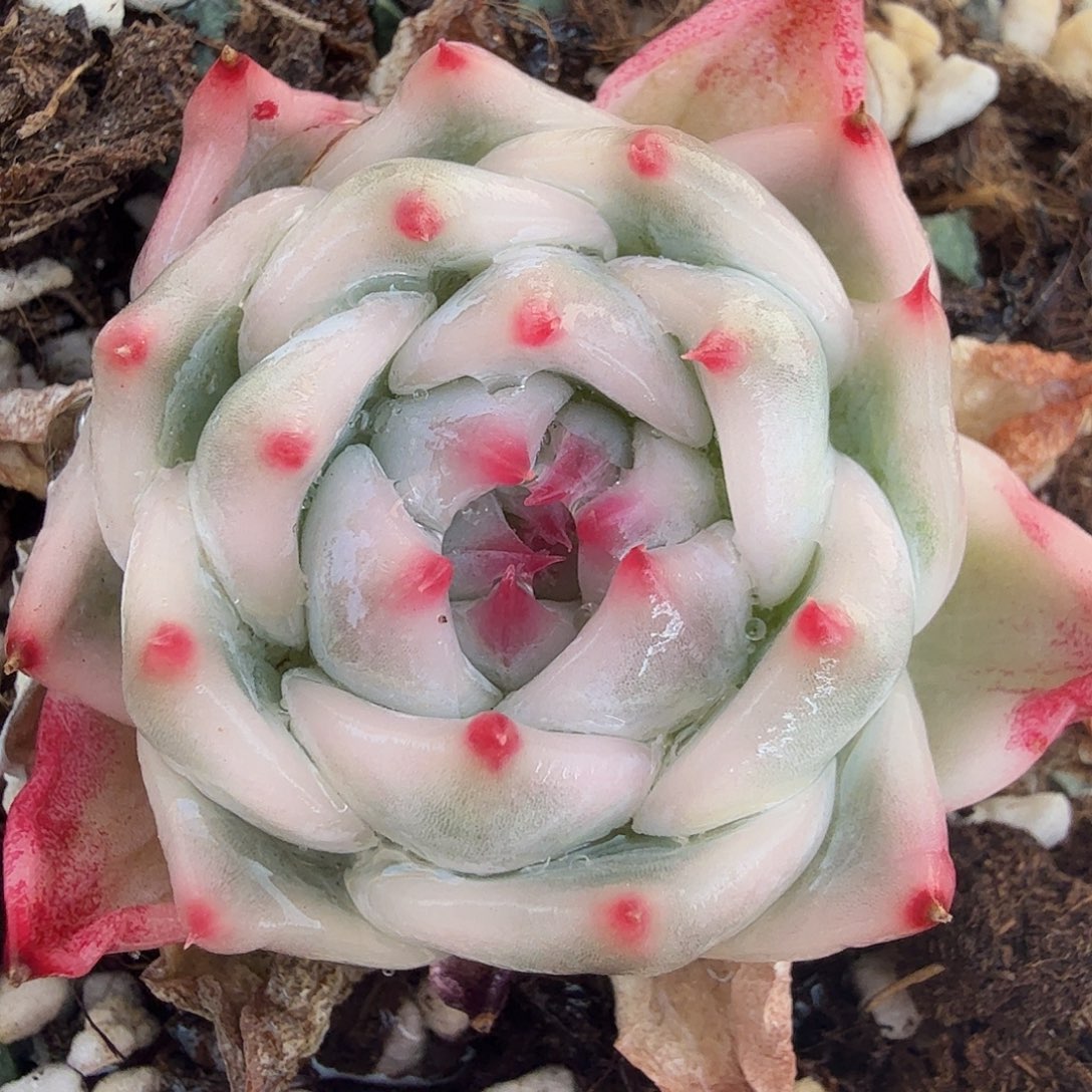 吉娃娃锦，有须根