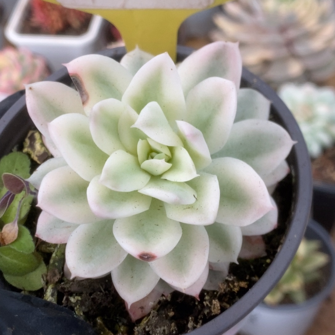 113火焰杯锦锦锦锦锦