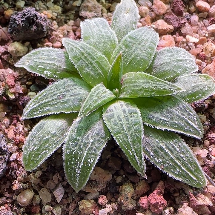 开播福利来啦。 436