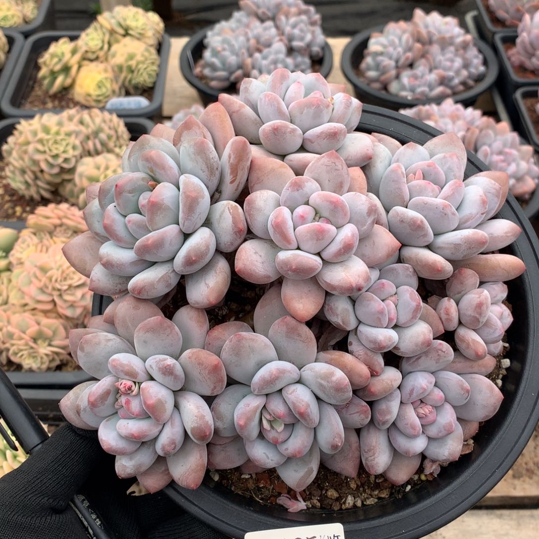 ?****?20厘米九头香水多肉3095