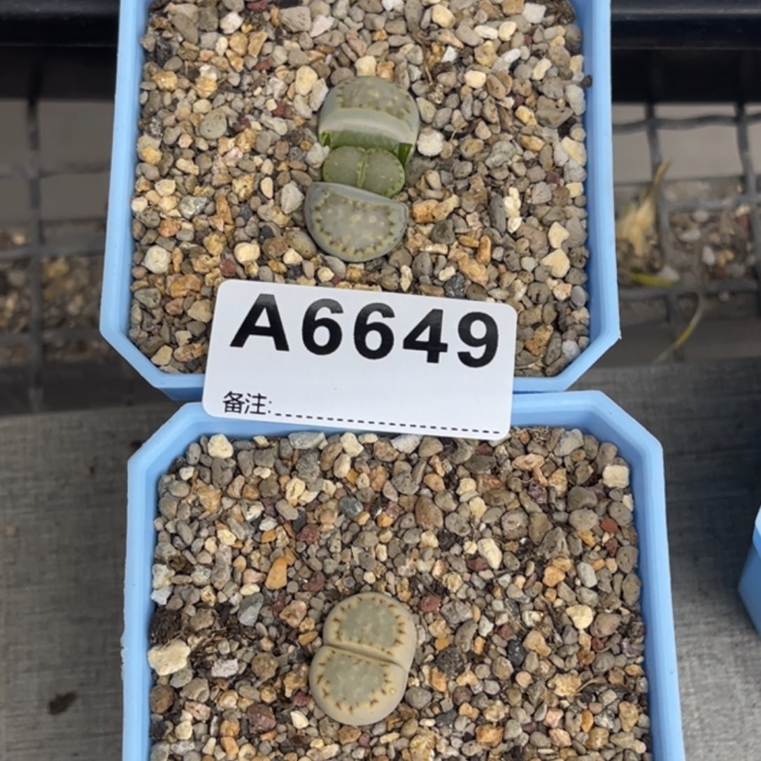 肥***咩6650，6649饼干2上12