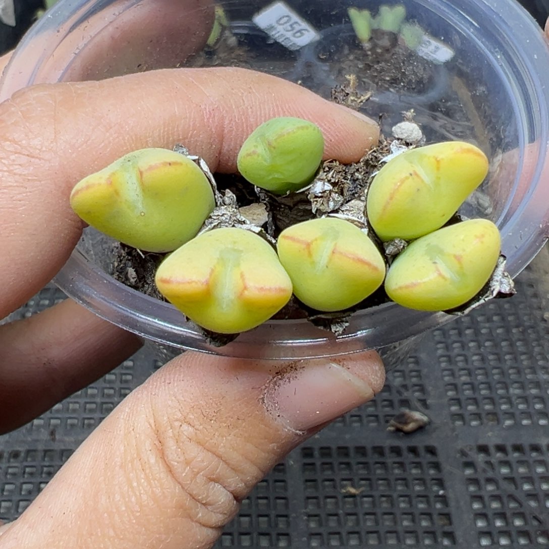 【闪购商品】085……