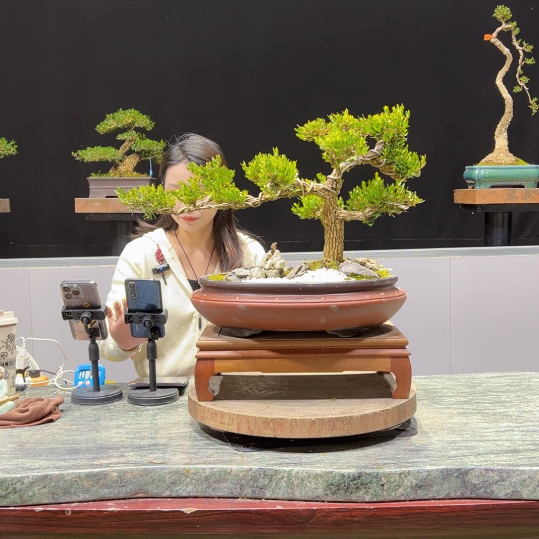 绿植黄杨盆景盆景