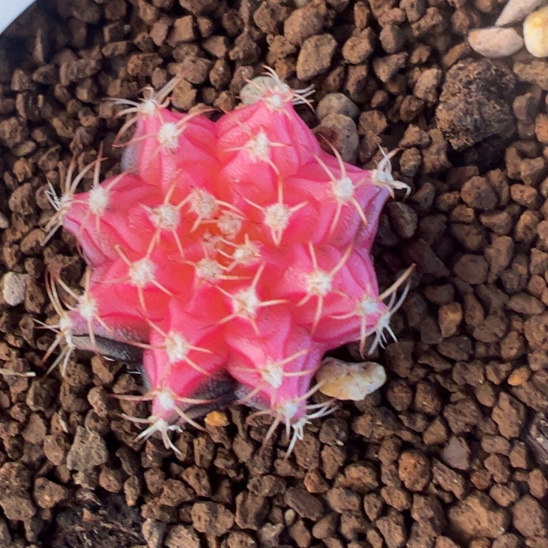 808 好看的米哈冲冲冲