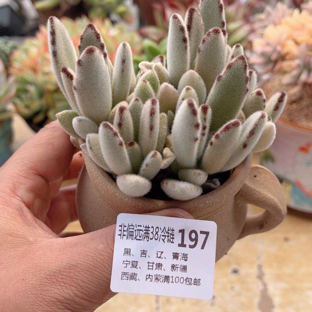 197福兔耳德华多肉